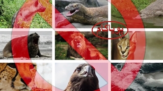 تفاوت باجناق‌ها