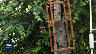 درختانی که قربانی زیاده‌خواهی می‌شوند