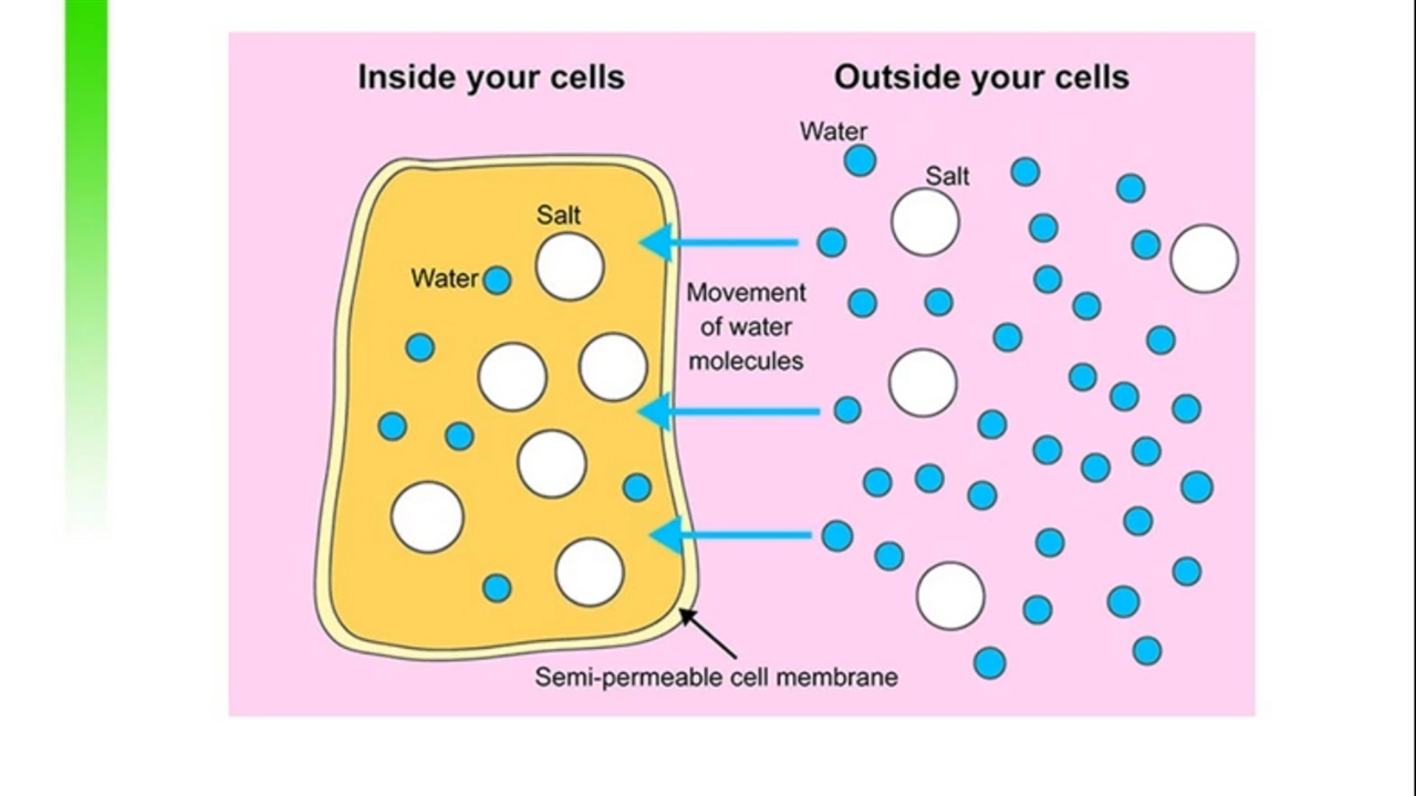 Осмос в клеточной мембране. Osmosis in Cell. Осмос биология. Osmosis Plant Cell.