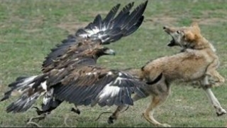 لحظات شکار حیوانات توسط عقاب