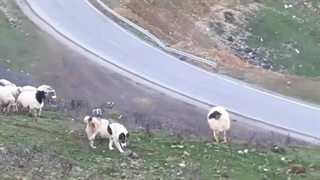 اجاره اقامتگاه در جهانگیریه جاده پونل به خلخال | املاک باشی