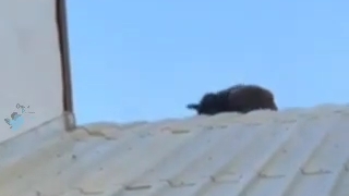 کاشکی با صحبت قضیه رو حل میکردن......