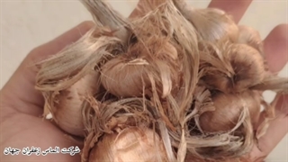 آموزش رایگان شناخت پیاز زعفران
