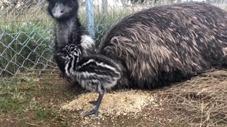 بچه پرنده ایمو/ Emu