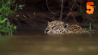 فیلم شکار کردن حیوانات در حیات وحش