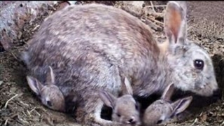 چرا خرگوش ها بچه های زنده ی خود را دفن می کنند؟