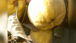 فروش نهال شوگر اپل(سیتاپل) در نهالستان و گلخانه فروزانی