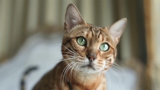 تاریخچه پیدایش گربه ها و دوستی آنها با انسان