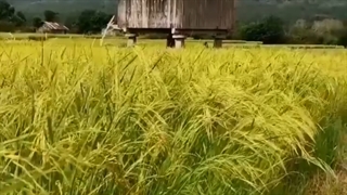 شالیزار های زیبای گیلان