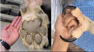 بزرگترین پنجه های حیوانات جهان