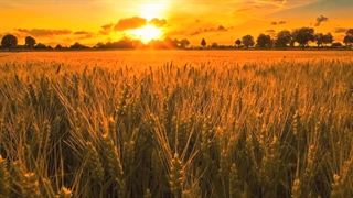 موزیک آرام بخش