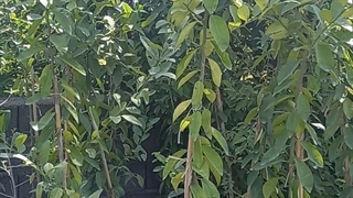 نهال لیمو ترش خونی پیوندی در نهالستان فروزانیش