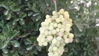 فروش نهال انگور سپیداری (نهالستان فروزانی)