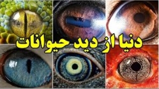 چشم حیوانات دنیا را چگونه می بیند؟