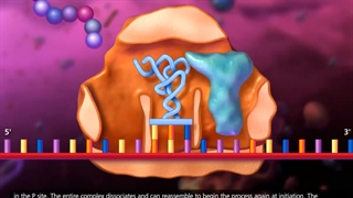 انیمیشن رونویسی و ترجمه DNA+تدریس خصوصی زیست 09044686613