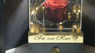 باکس موزیکال سوپرایزی با رز جاودان قرمز و ریسه
