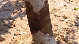 (ایده جالب کشاورز)