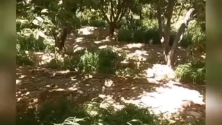 (رعایت فاصله کاشت درخت)