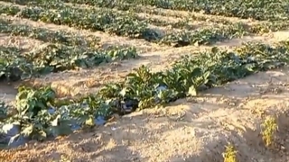 (کشاورزی سالم با کود مرغی)