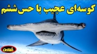 کوسه سر چکشی با قدمتی طولانی در زمین