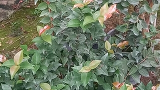 نهال گیلاس سورینام (گیلاس کالیفرنیا)