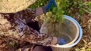 برداشت بادام زمینی آستانه اشرفیه،گیلان