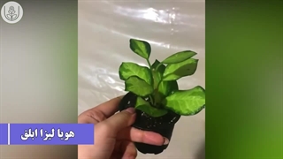 معرفی گلهای آپارتمانی بسیار شیک و زیبا