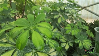 از معرفی تا نگهداری گل آپارتمانی شفلرا