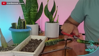 نکات ویژه برای قلمه زدن سانسوریا، که هرکسی نمیدونه | sansevieria