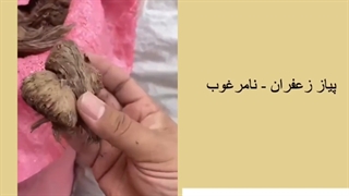 پیاز زعفران - Saffron Bulbs Planting