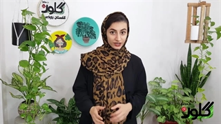 من و تو پلاس - نگهداری گل و گیاه / Manoto Plus