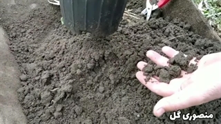 آموزش قلمه زدن و تکثیر گیاه بنجامین به دو روش ساده/ به راحتی بنجامین تکثیر کنیم