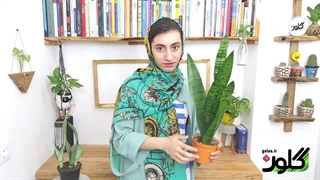 گیاهان آپارتمانی: نگهداری از سانسوریا کم توقع، بهترین انتخاب تازه کارها