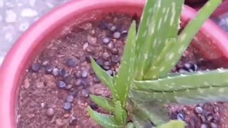 بهترین تقویت دهنده هرنوع گل و گیاه، 