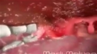 عملکرد دستگاه گوارش