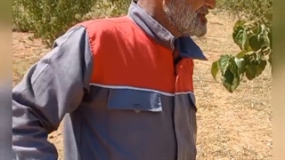 (درمان زردآلو در حال خشک شدن)