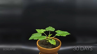 تایم لپس های جالب از رشد گیاهان