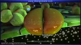 انیمیشن توضیح ساختار گیاهی+09044686613 تدریس زیست