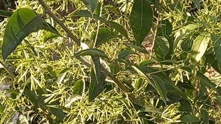 فروش درختچه گل عطری محبوبه شب (گلخانه فروزانی)