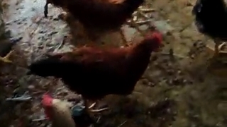 فروش مرغ گلپایگانی