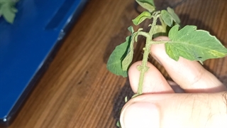 جوانه های جانبی و انتهایی در گیاهان-مهدی محمد حسین زاده