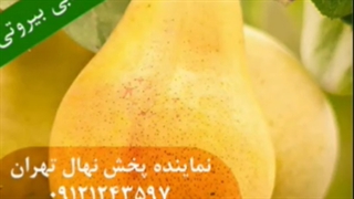 فروش ویژه مهرماه 1401 نهال گلابی از نوین گردو