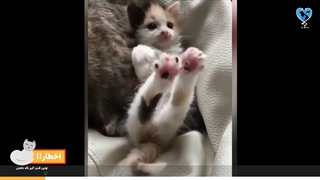 نحوه نگهداری از بچه گربه تازه به دنیا آمده