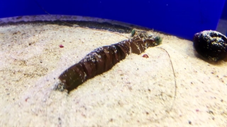 میگوی ببری سبز: Penaeus semisulcatus