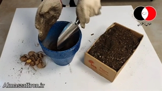 آموزش کشت زعفران در گلدان