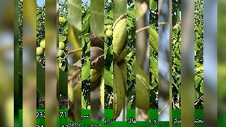 خرید بهترین نهال گردو با بازدهی بالا (فروش ویژه 1401)