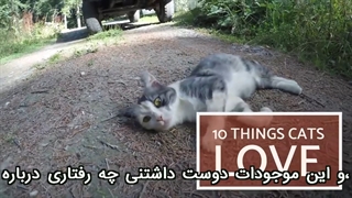 ده کار که گربه ها دوست دارند