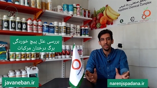 علت پیچ خوردگی برگ درختان مرکبات چیست؟