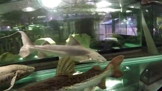 تانک جاینت هیولاها !