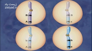 کراسینگ اور را آسان یاد بگیر! 09044686613 پکیج خارق العاده ژنتیک